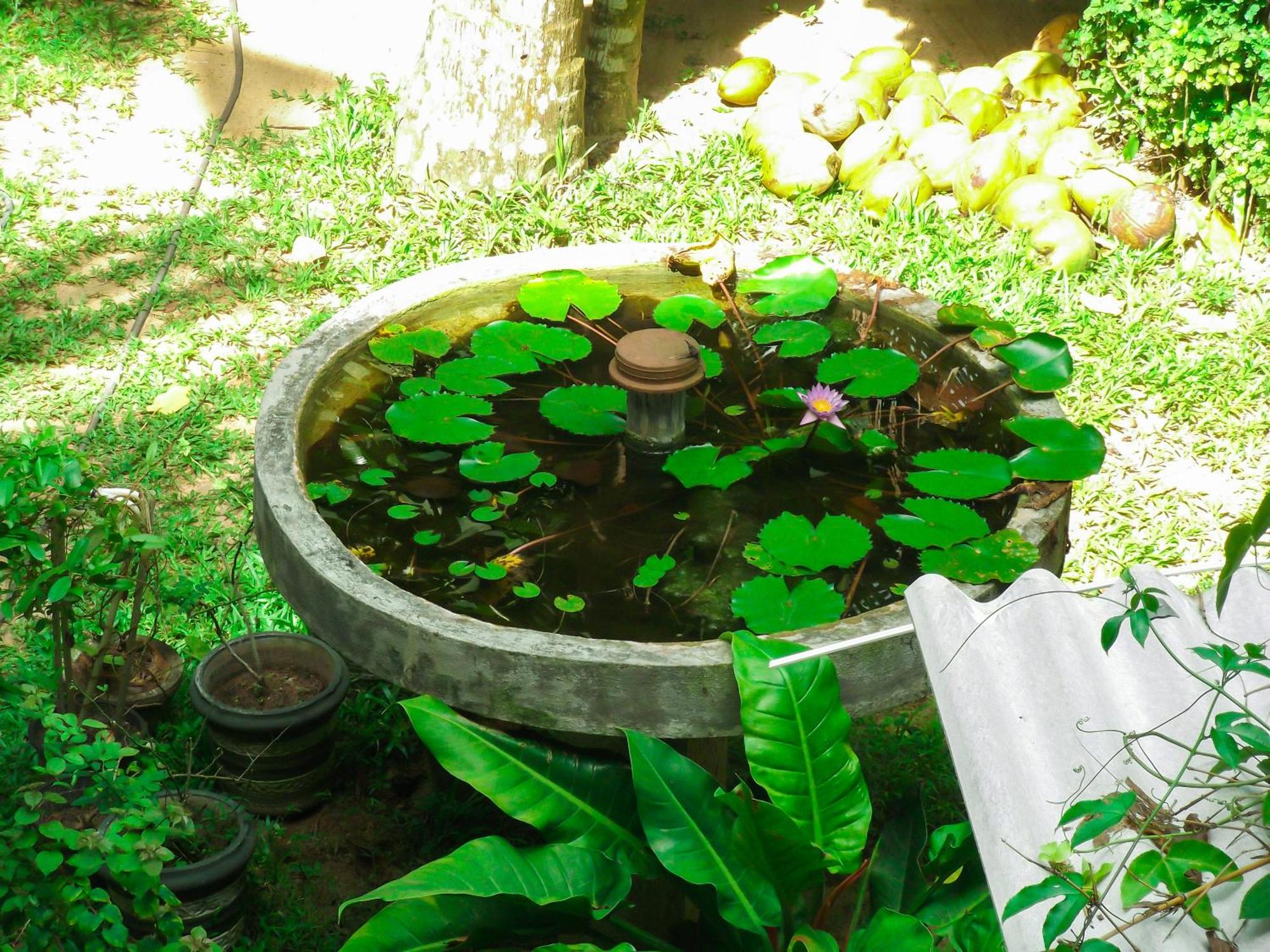 Flora And Fauna Mirissa Kültér fotó