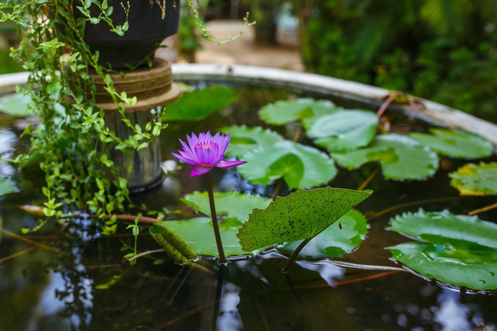 Flora And Fauna Mirissa Kültér fotó