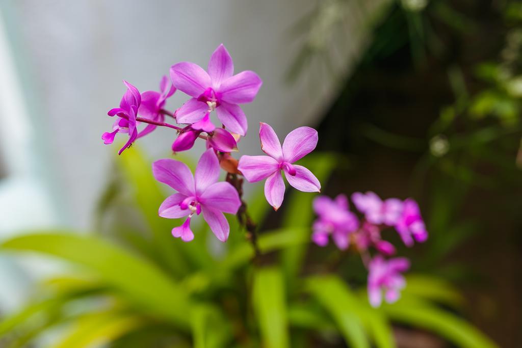 Flora And Fauna Mirissa Kültér fotó